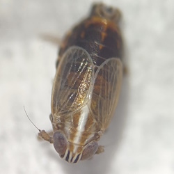 Ribautodelphax angulosus